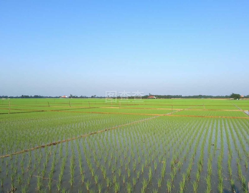 古河道种植选购指南：打造自然生态走廊